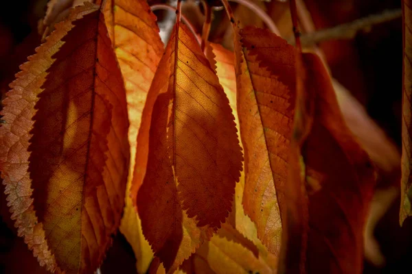 Detailní Záběr Krásné Podzimní Listí — Stock fotografie