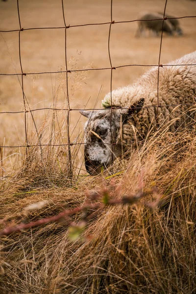 昼間は農場の羊 — ストック写真