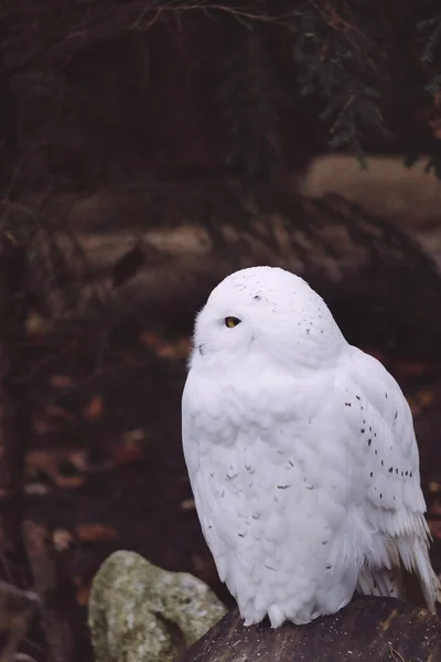 Ein Flacher Fokus Einer Weißen Schneeeule Dunklen Hintergrund — Stockfoto