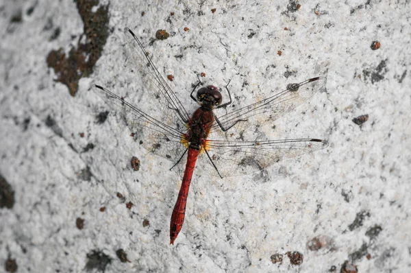 Closeup Ruddy Darter Dragonfly Stone Surface — Stockfoto