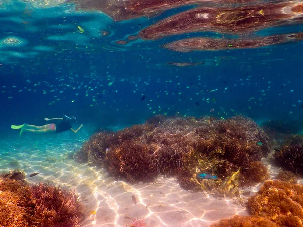 Samica Nurka Pływająca Kolorowymi Rybami Pobliżu Raf Koralowych Pod Wodą — Zdjęcie stockowe