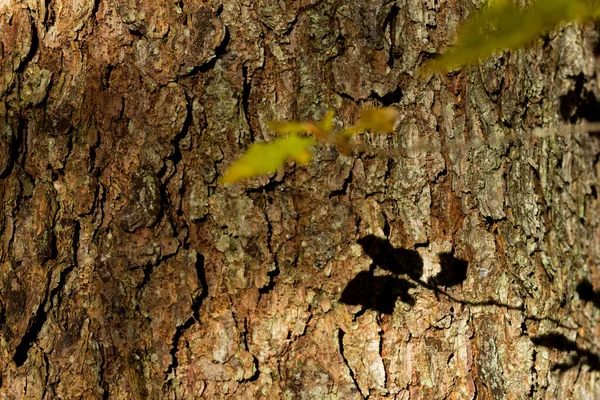 Closeup Shot Tree Bark Shadow Branch Leaves — Stock Photo, Image