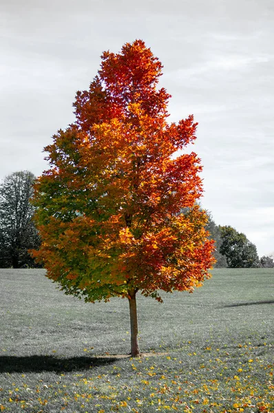 Ένα Όμορφο Τοπίο Από Φθινοπωρινά Δέντρα Ένα Πάρκο — Φωτογραφία Αρχείου