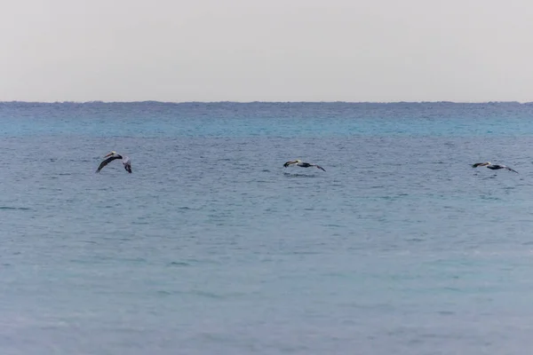 Trois Pélicans Survolant Mer Très Près Eau — Photo