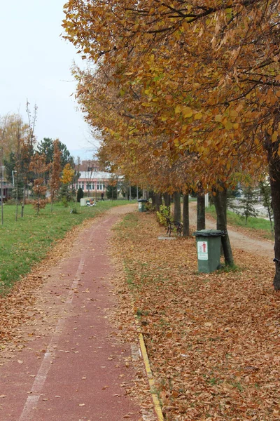 Plano Vertical Otoño Dorado Parque Ciudad Día Soleado Brillante — Foto de Stock