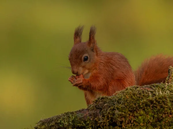 Primo Piano Dello Scoiattolo Rosso Sciurus Vulgaris Che Nutre Nocciole — Foto Stock