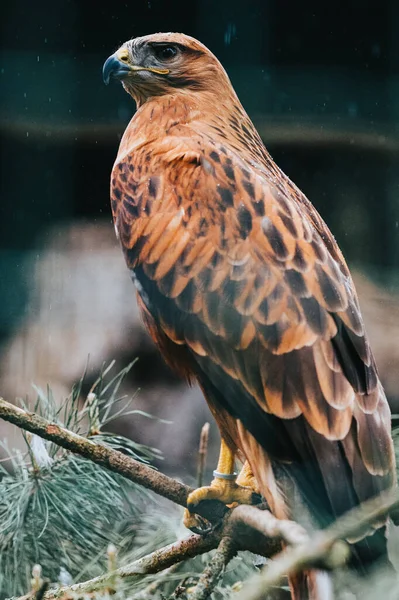 Vertical Shot Brown Eagle Perched Wooden Branch — Stock Photo, Image