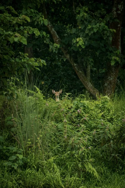 Eine Vertikale Aufnahme Eines Rehs Der Wildnis Mit Bäumen Und — Stockfoto