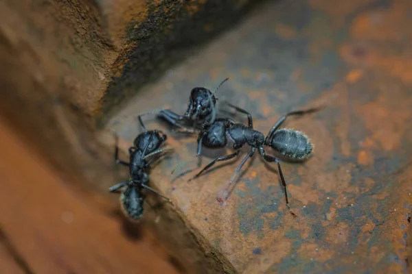 Detailní Záběr Černých Zahradních Mravenců Lasius Niger Také Známý Jako — Stock fotografie