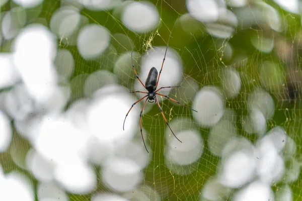 Primer Plano Una Araña Una Tela —  Fotos de Stock