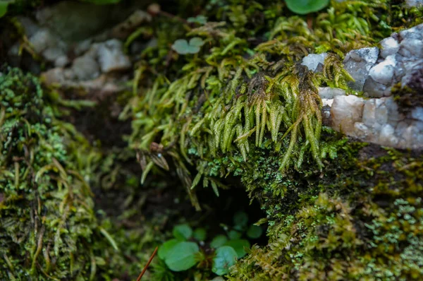 Een Close Shot Van Mos Gegroeid Een Bos — Stockfoto