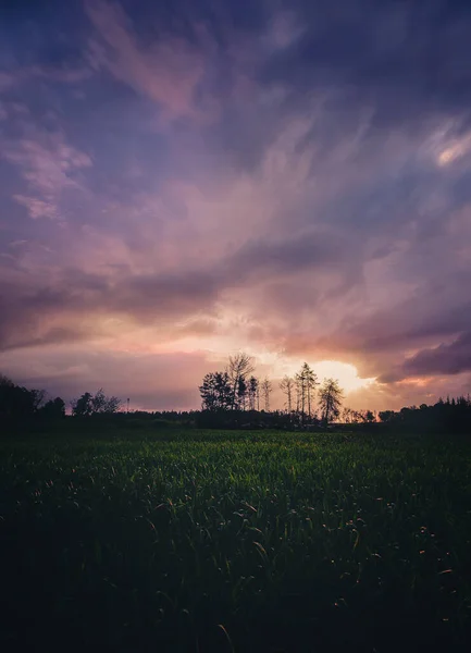 美丽的夕阳西下的天空 背景中有树木的轮廓 这是一张垂直的照片 — 图库照片