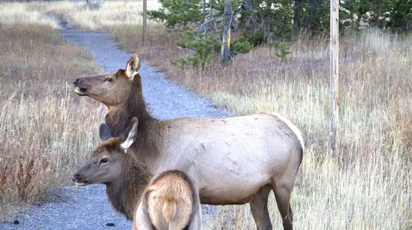 Plan Fascinant Deux Wapitis Dans Champ Pendant Journée — Photo