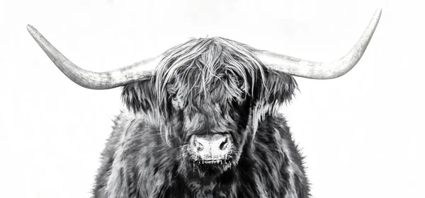 Graustufenaufnahme Eines Highland Viehs Isoliert Auf Weißem Hintergrund — Stockfoto