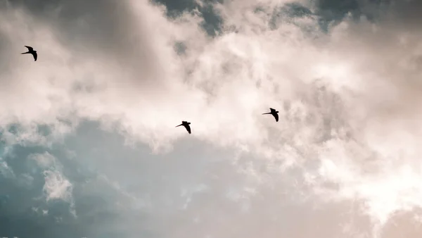 Силуети Літаючих Птахів Небі — стокове фото
