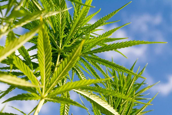 Low Angle Shot Green Cannabis Plants Growing Field — Stock Photo, Image