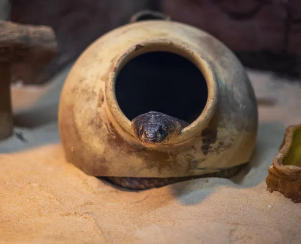 Texas Indigo Černý Had Vycházející Hliněného Džbánu Střední Floridě Zoo — Stock fotografie