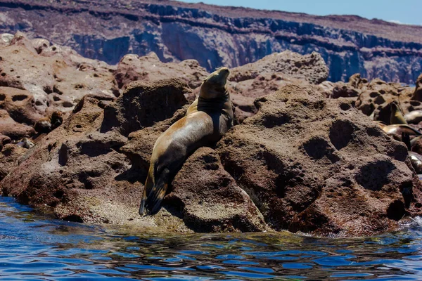 Lobo Marino Tomando Sol Isla Espiritu Santo Paz México — Foto de Stock