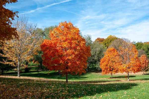 Hermoso Paisaje Árboles Otoñales Parque —  Fotos de Stock