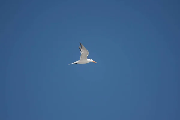 Low Angle Shot Sternidae Flying Sunlight Blue Sky Kiawah Island — Stock Photo, Image