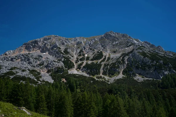 Una Vista Panoramica Una Foresta Abeti Uno Sfondo Roccioso Montagna — Foto Stock