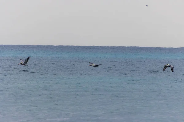 Três Pelicanos Voando Sobre Mar Horizonte Visível Fundo — Fotografia de Stock
