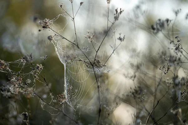 Bulanık Bir Arkaplanda Çiçeklerin Üzerindeki Örümcek Ağının Yakın Plan Fotoğrafı — Stok fotoğraf