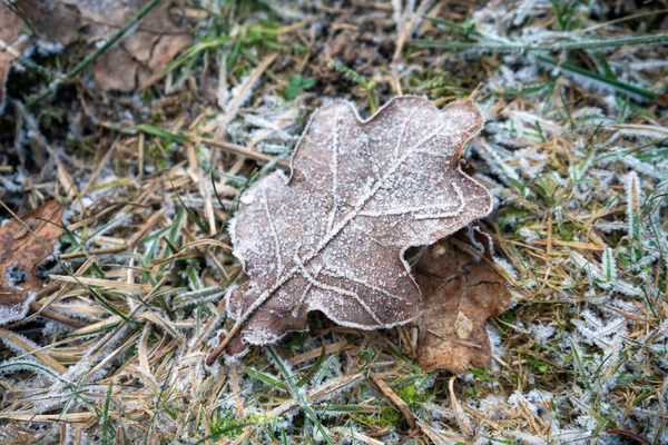草の上で凍った葉のクローズアップ — ストック写真