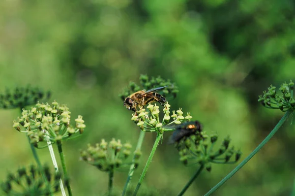Zbliżenie Pszczoły Roślinach Pasternaku — Zdjęcie stockowe