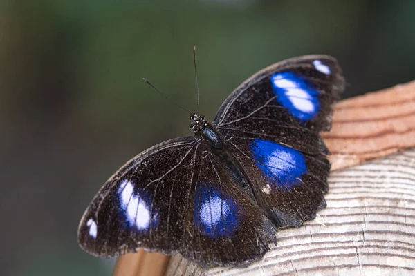 Egy Közeli Kép Egy Fekete Pillangóról Kék Foltokkal — Stock Fotó