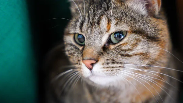 Detailní Záběr Nadýchané Kočky Zelenýma Očima Rozmazaném Pozadí — Stock fotografie