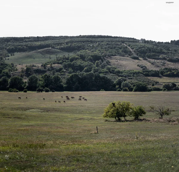 Een Adembenemende Opname Van Een Landschap Onder Bewolkte Luchten Overdag — Stockfoto