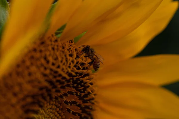 Крупный План Пчелы Внутри Подсолнуха — стоковое фото