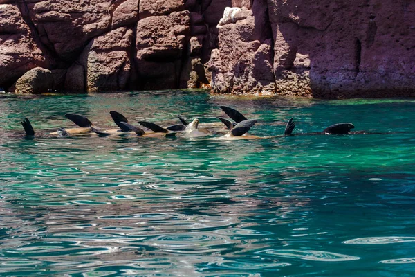 Leões Marinhos Nadam Ilha Espiritu Santo Paz México — Fotografia de Stock