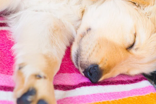 Egy Közelkép Egy Fehér Alvó Kutyáról — Stock Fotó