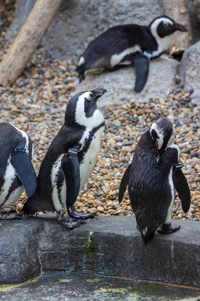 Вертикальний Виріб Африканських Пінгвінів Скелястій Місцевості Зоопарку Похмурий День — стокове фото