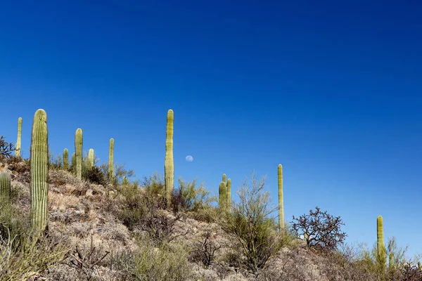 Una Zona Desierta Cubierta Cactus Saguaro Bajo Cielo Azul Toscana —  Fotos de Stock