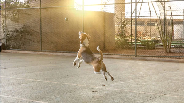 View English Foxhound Playing Outdoors — Stock Photo, Image