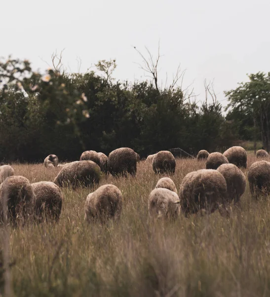 Una Hermosa Toma Una Manada Cabras Campo Durante Día Niebla — Foto de Stock