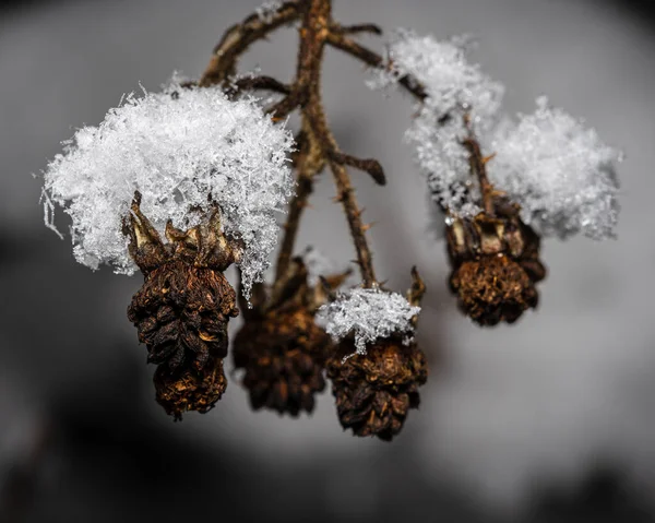 Een Close Opname Van Een Droge Plant Onder Sneeuw — Stockfoto