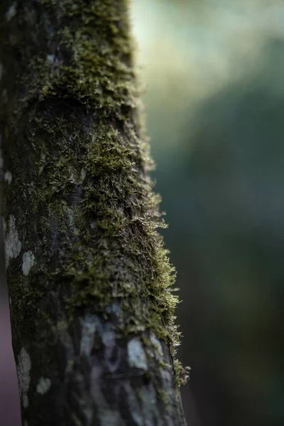 Closeup Shot Tree Barn Covered Moss — Stock Photo, Image