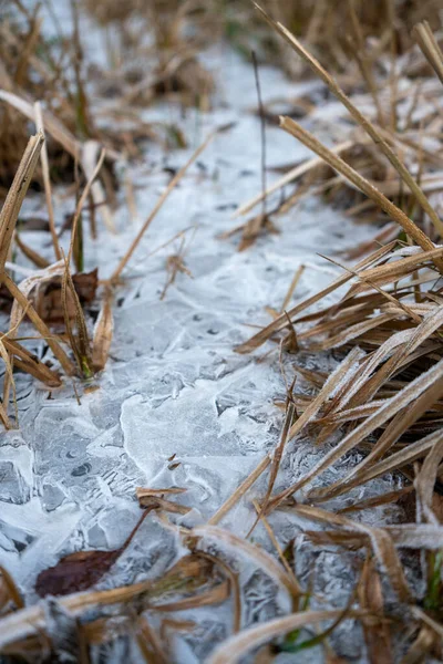 凍結乾燥草の垂直閉鎖ショット — ストック写真