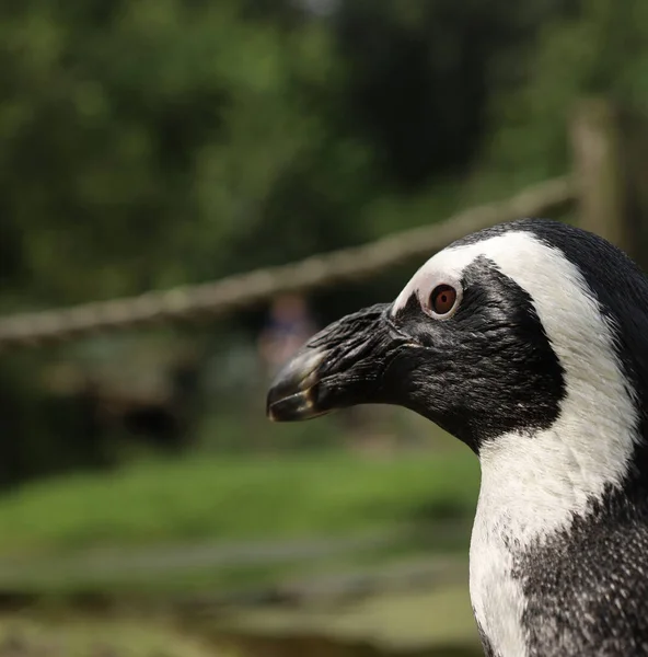 Знімок Ковдри Чудового Африканського Пінгвіна — стокове фото