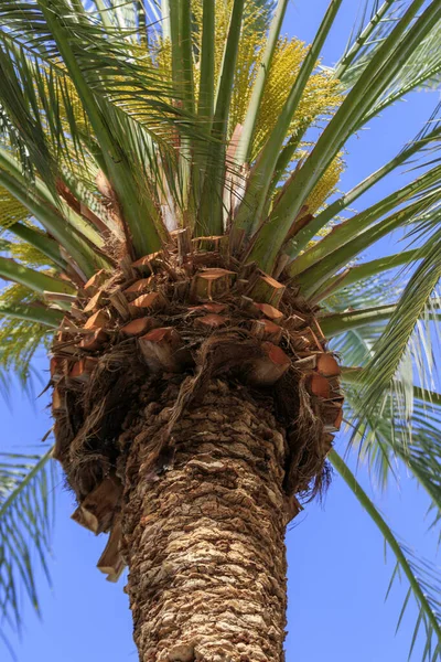 Eine Vertikale Aufnahme Einer Palme — Stockfoto