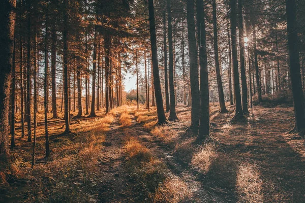 Egy Gyönyörű Kép Egy Erdőről Napfény Alatt Egy Őszi Napon — Stock Fotó