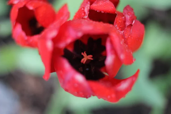 Вибірковий Фокусний Знімок Червоних Тюльпанів Ростуть Саду — стокове фото