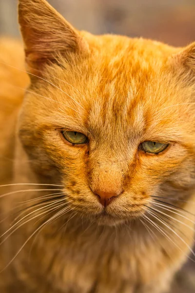 Vertical Portrait Grumpy Orange Ginger Cat Wildlife — Stockfoto