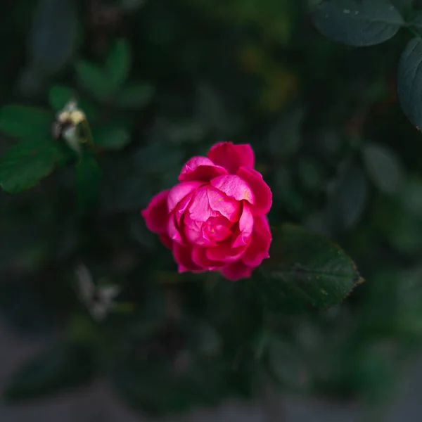 Close Rosa Meio Aberta Jardim — Fotografia de Stock