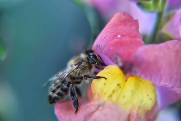 Une Abeille Recueillant Pollen Une Fleur Rose — Photo
