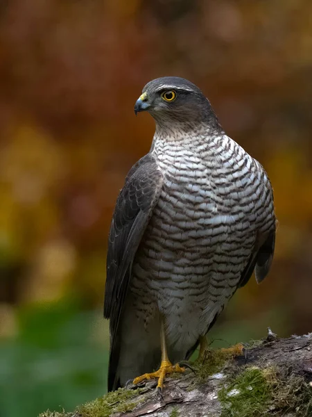 Close Vertical Sparrowhawk Fêmea Accipiter Nisus Empoleirado Post Condado Durham — Fotografia de Stock